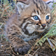 Illustration for article titled Did Ancient Native Americans Try to Domesticate Bobcats?
